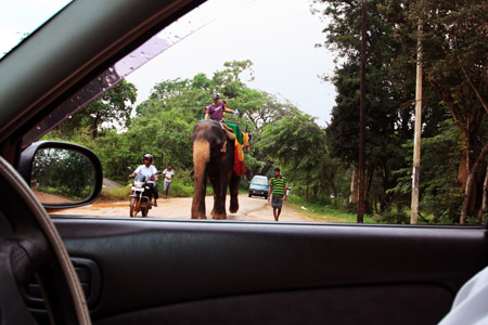 1 SFUMATURASigirya elefante utilizzato come mezzo di tarporto copia