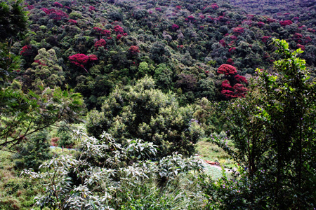 Fantastici colori della foresta vergine che stiamo velocemente distruggendo.