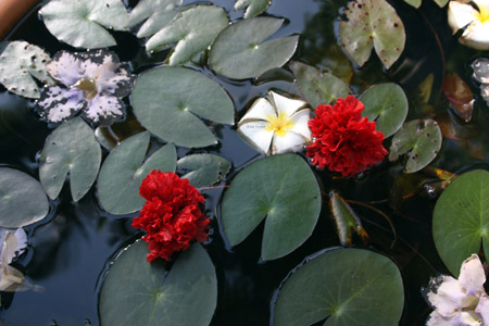 1 fiori nell'acqua copia