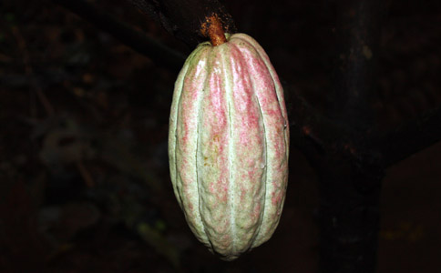 Frutto del cacao.