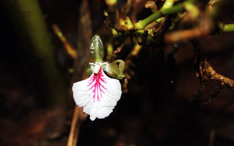 E' un'orchidea il fiore che produce il baccello della vaniglia.