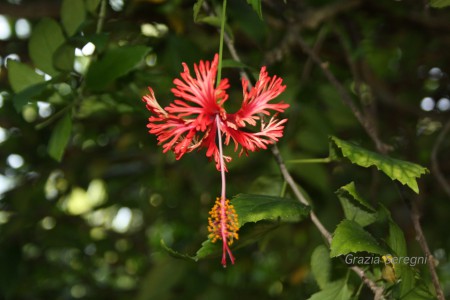 Ibiscus-rosso-frastagliato
