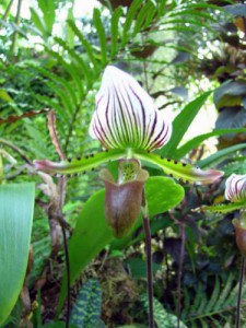 OKfiori-orchidea-verde