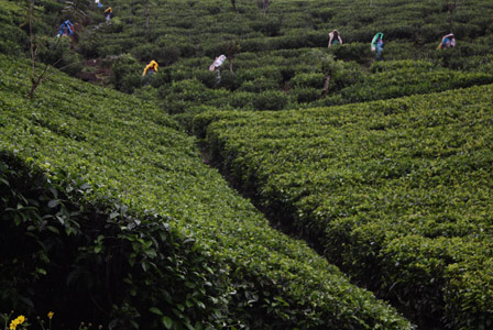 Coltivazioni di té a nord di Kandy.