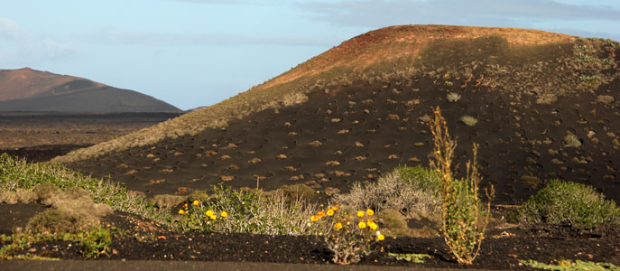 Lanzarote ciuffi di primavera tra i vulcani ok