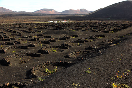 La Geria. Coltivazioni di uve nella lava, protette da muretti a semicerchio.