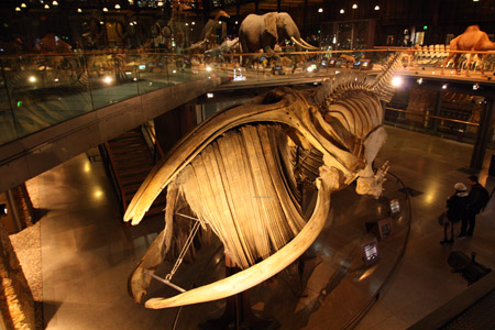 Parigi. Museo di Scienze Naturali; scheletro di balena.