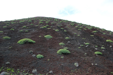 Cespugli di primavera sul vulcano spento.