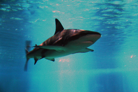 L'Acquario di Parigi, ai piedi della scalinata di fronte alla Torre Eifell, è una sorpresa piacevolissima per grandi e piccini. Accanto, il ristorante giapponese OZU offre relax e vista sulle vasche dell'acquario.