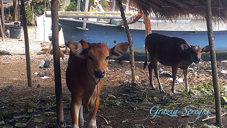 Lombok isola di Gili Nunggu animali del villaggio sulla spiaggia