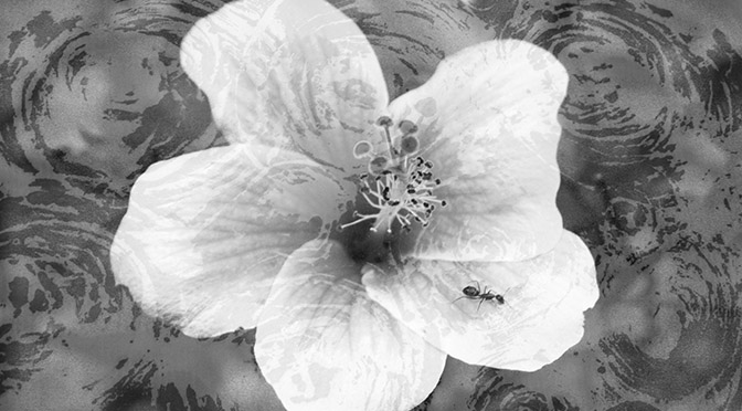 FIORE 672 BIANCO IBISCUS
