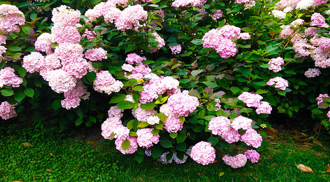 Fiori 672 giardini vario rosa