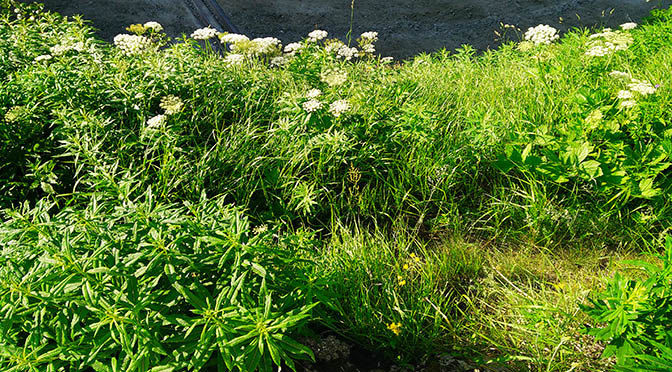 fiori 672 verde giardino montagna IMG_20150702_081442