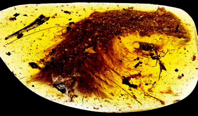 dinosauro-in-ambra-celorosauro