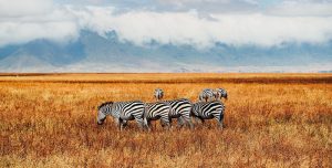 Open Mindi Afric Explorer