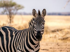 Open Mindi Afric Explorer