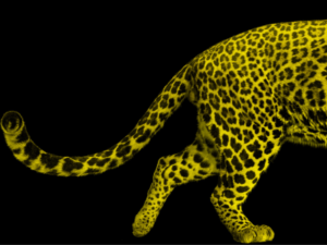 Locarno Film Festival